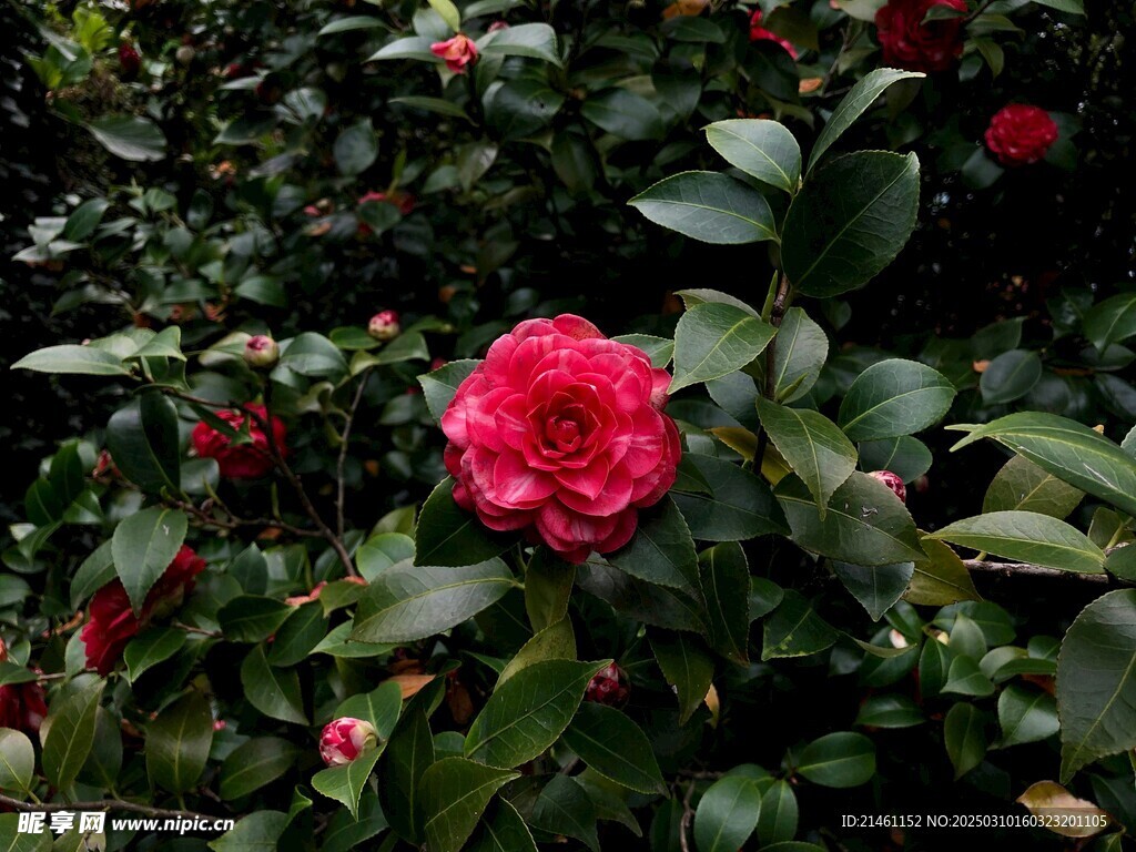 山茶花