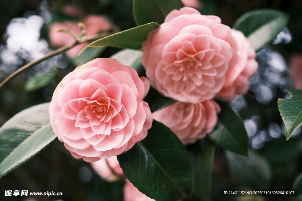 山茶花