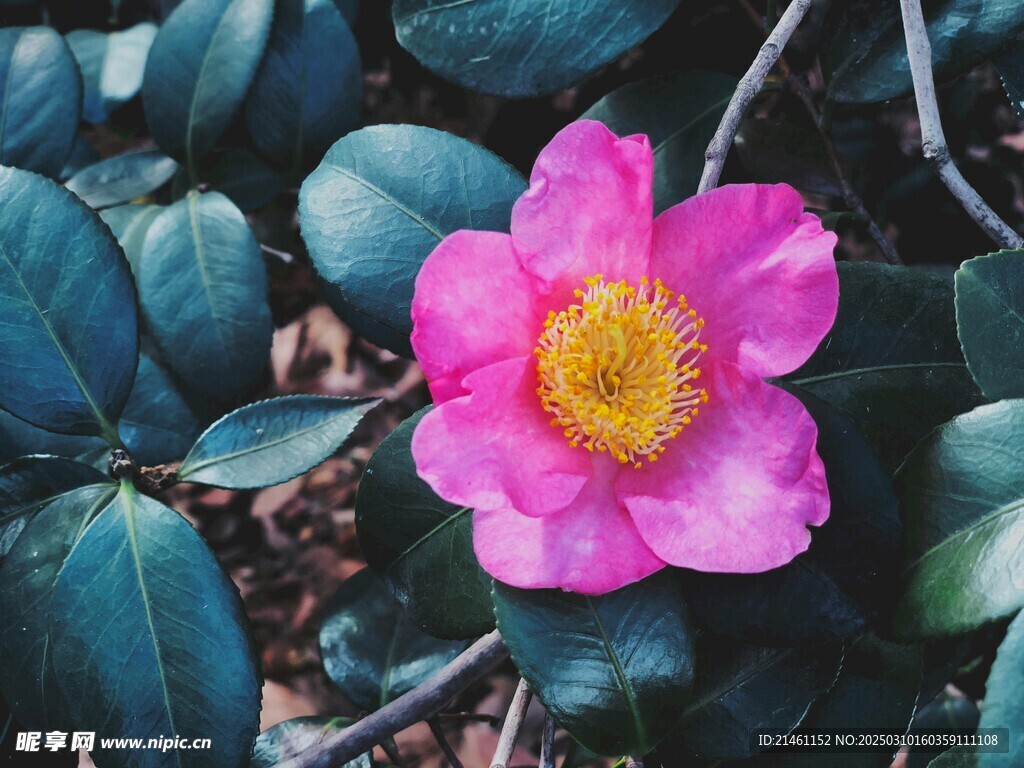 山茶花