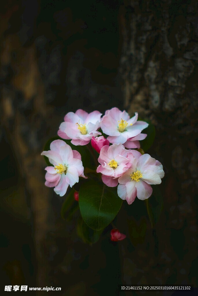 山茶花