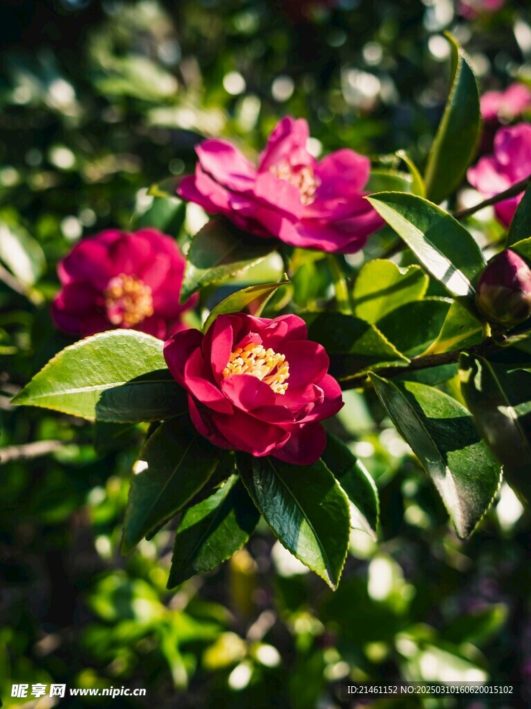 山茶花