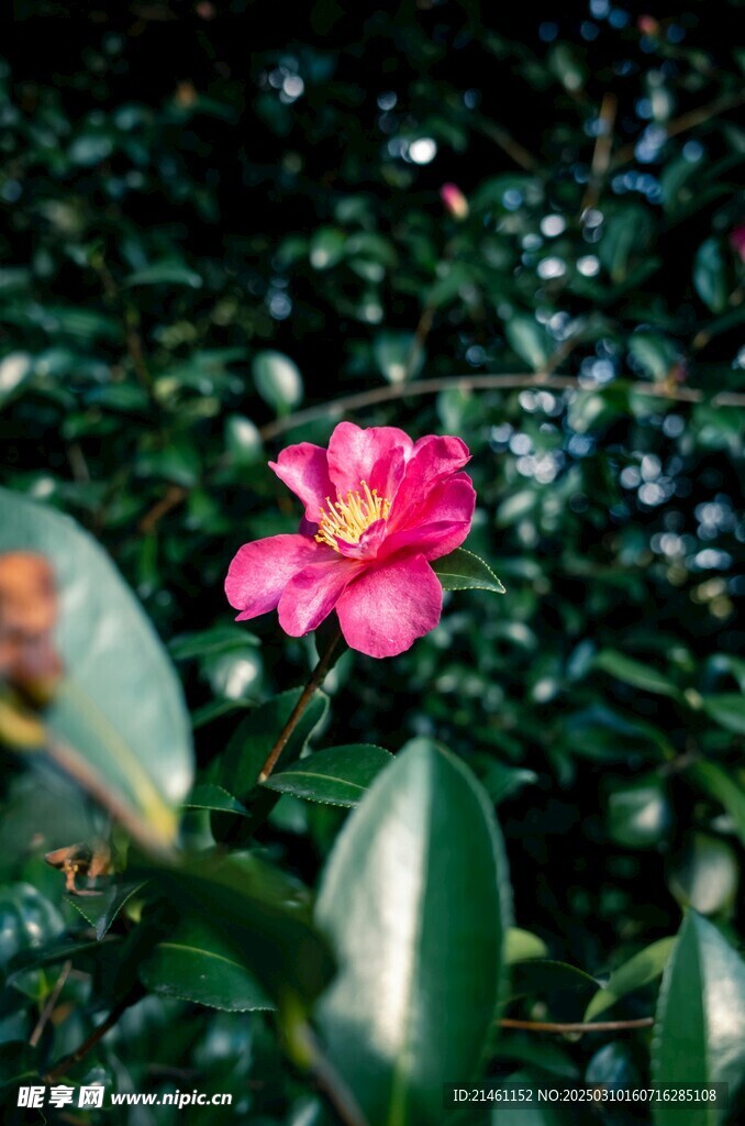 山茶花