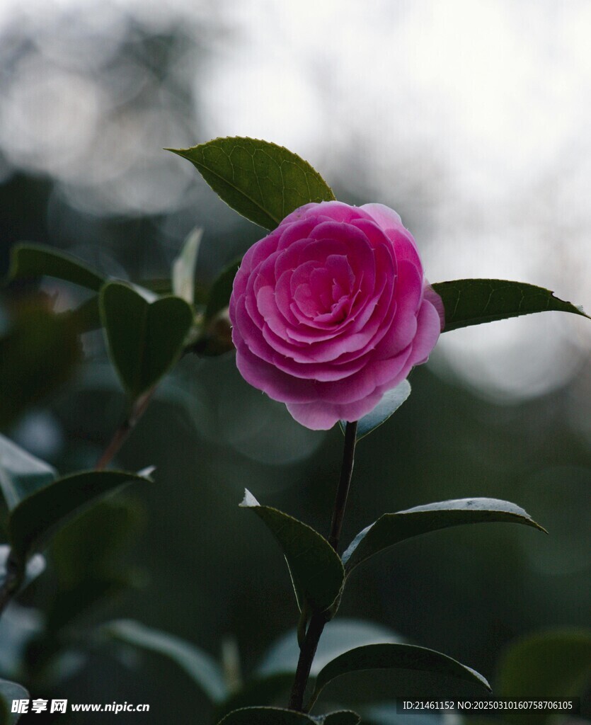 山茶花