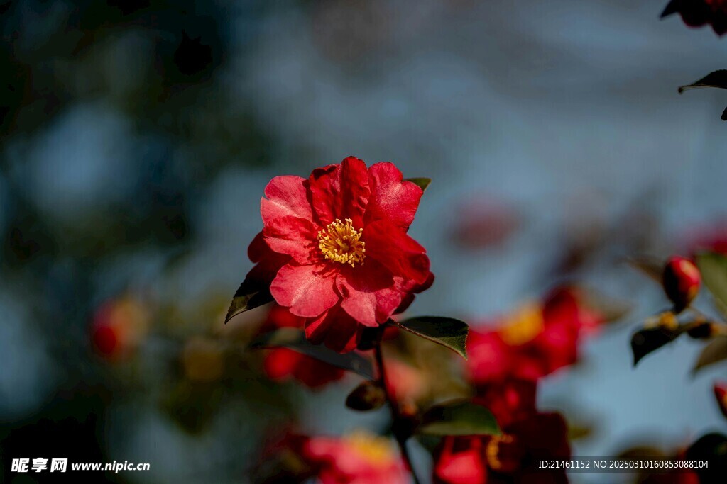 山茶花