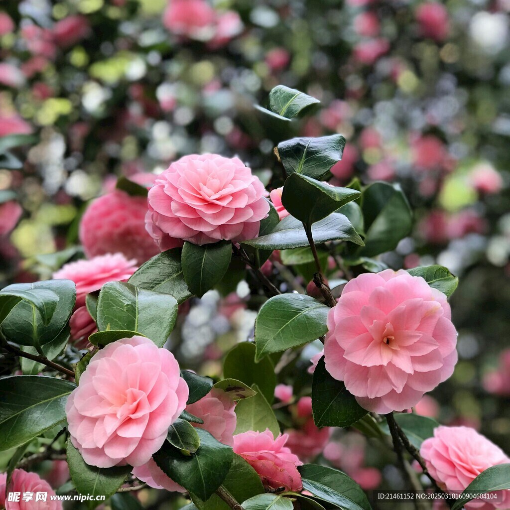 山茶花