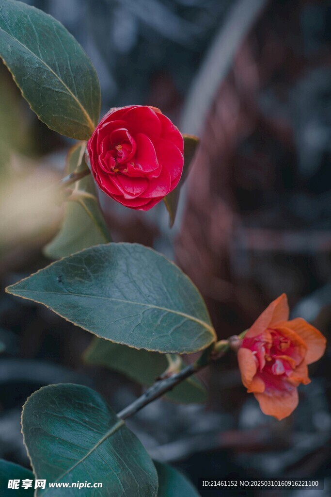 山茶花