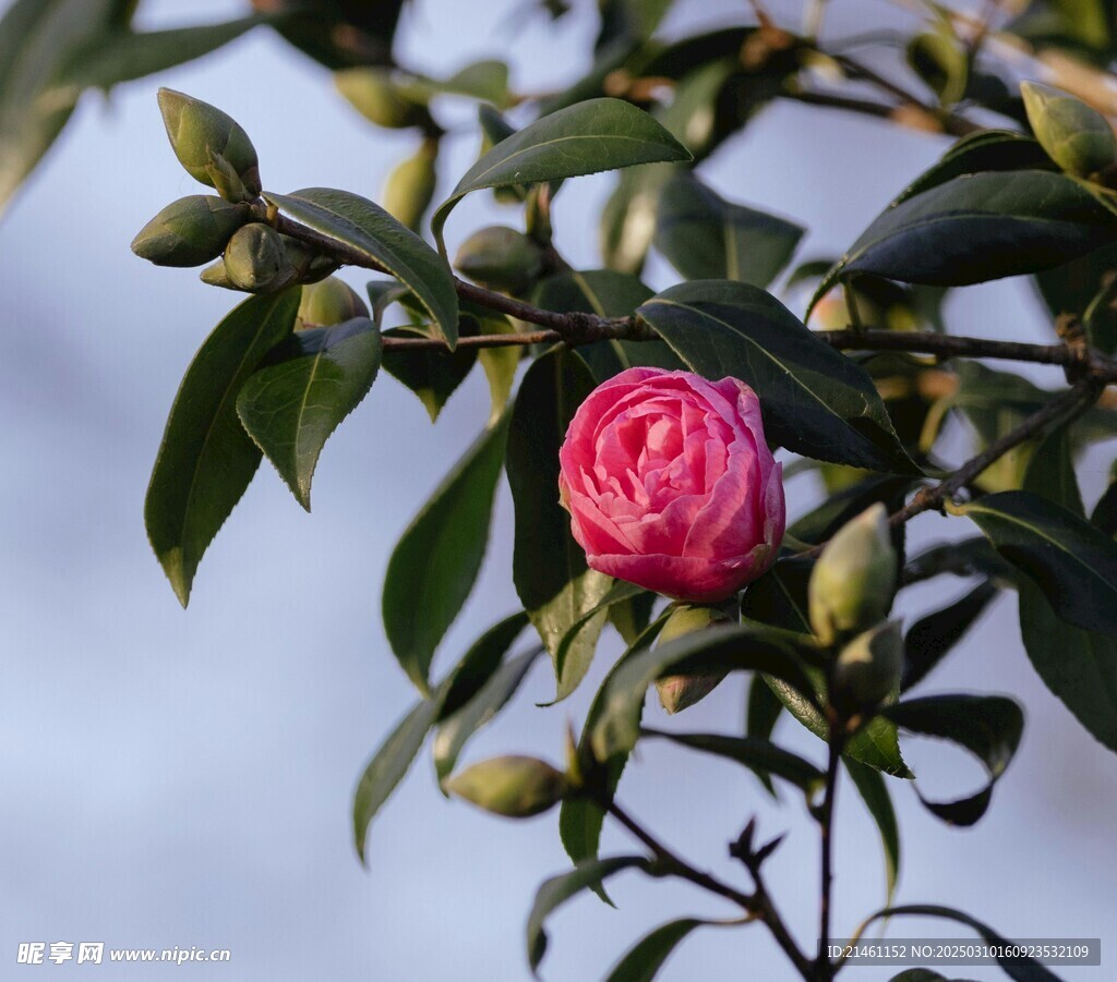 山茶花