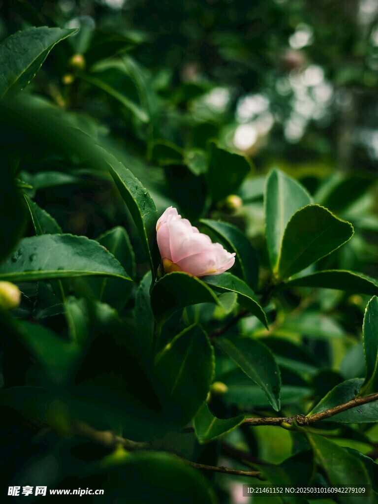 山茶花