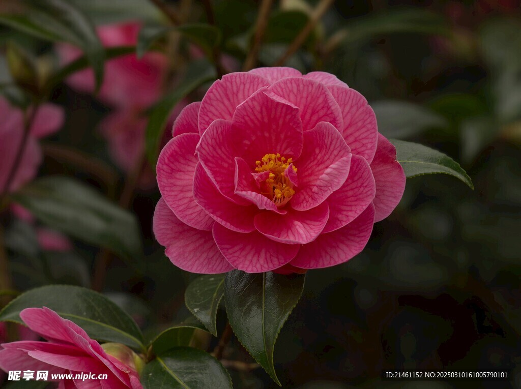 山茶花