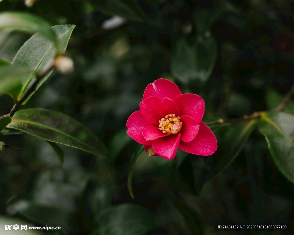 山茶花