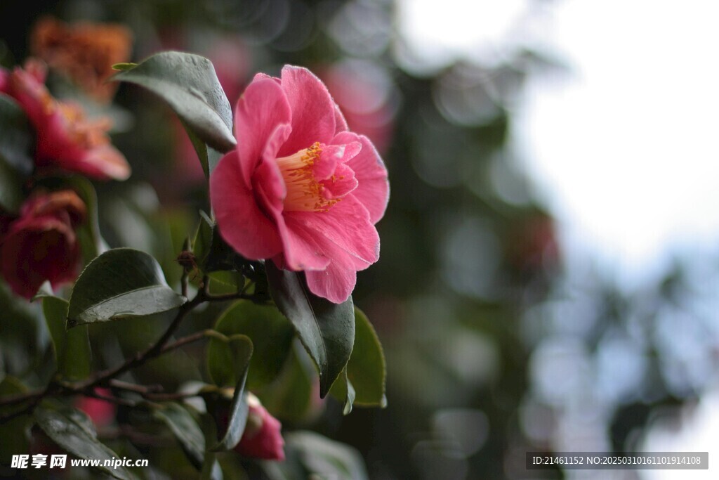 山茶花