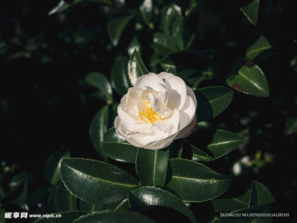 山茶花