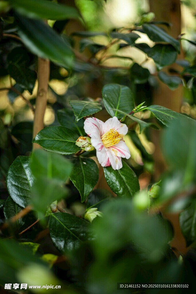 山茶花