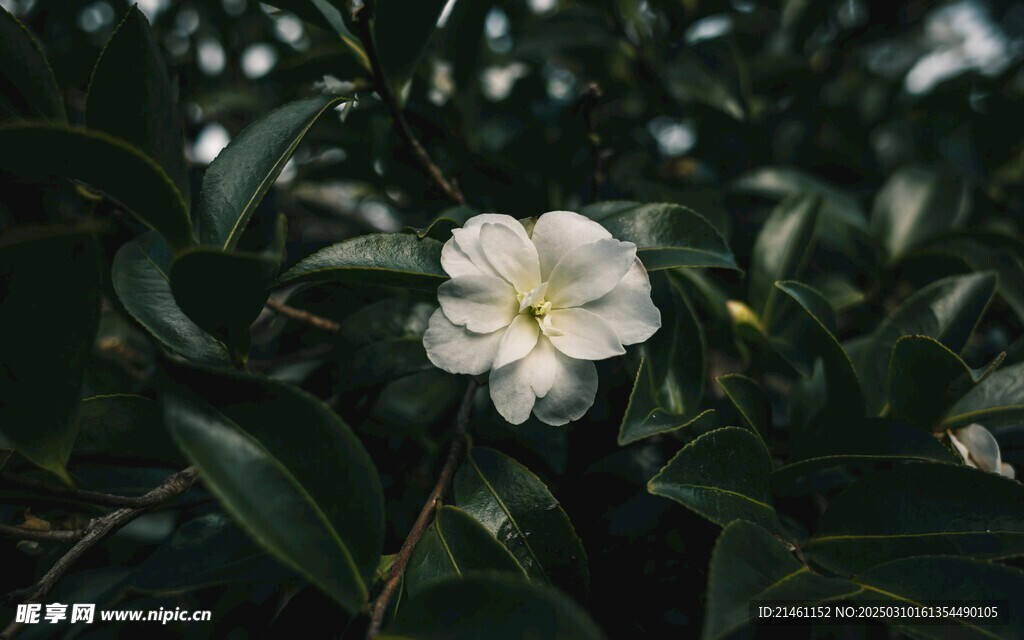 山茶花