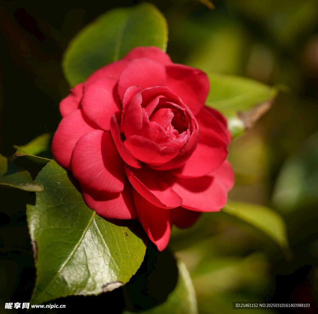 山茶花