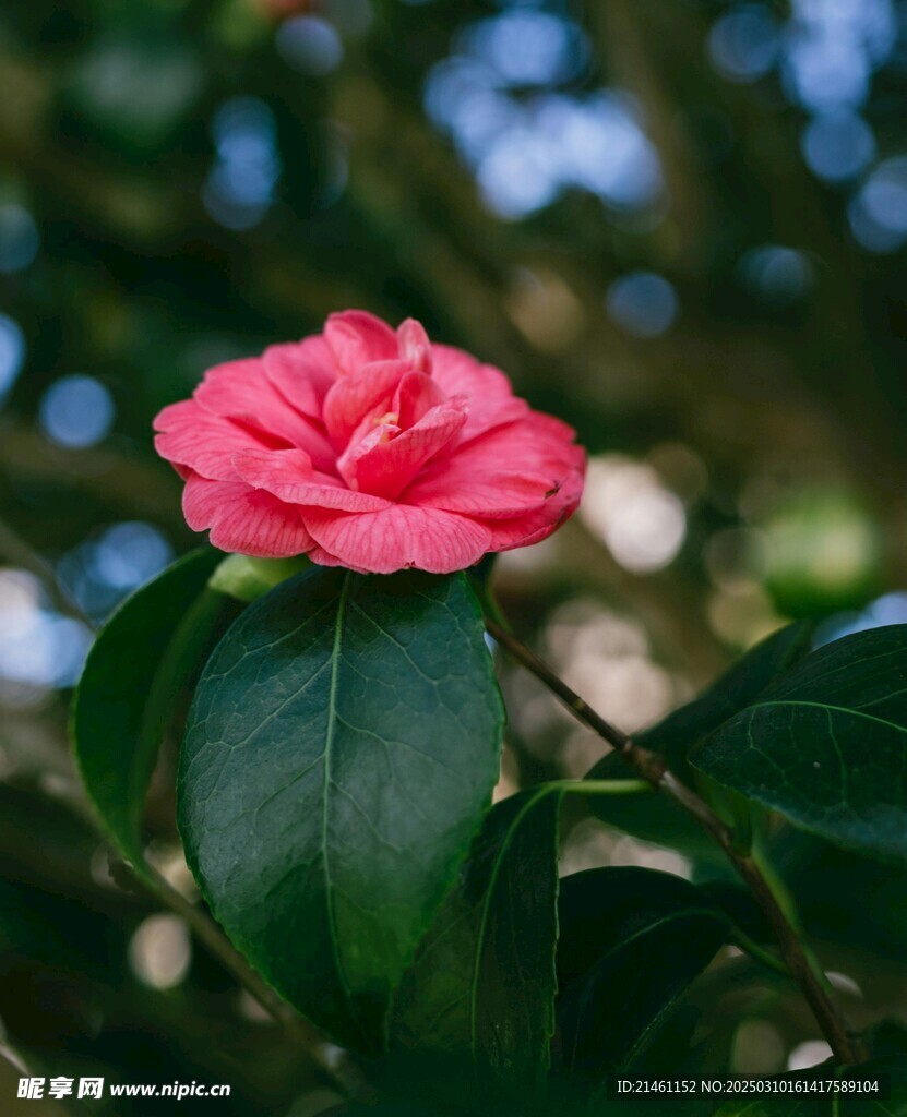 山茶花