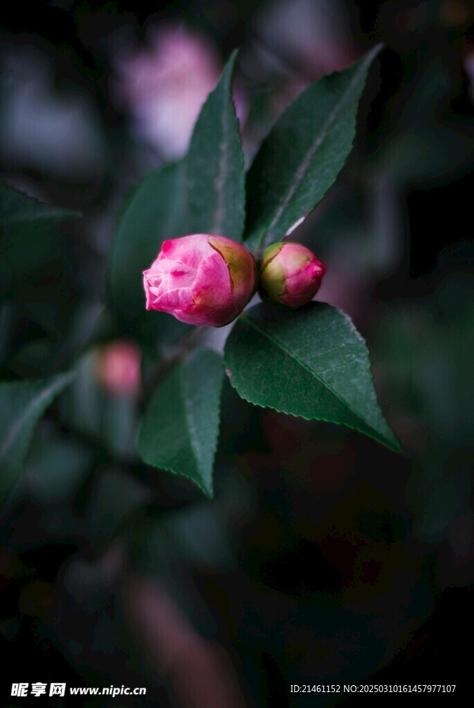 山茶花