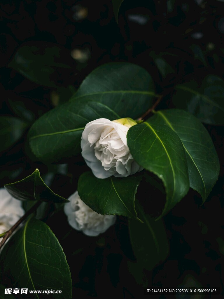 山茶花