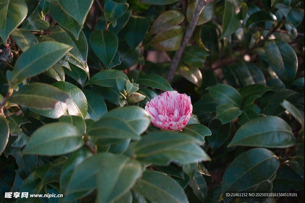 山茶花