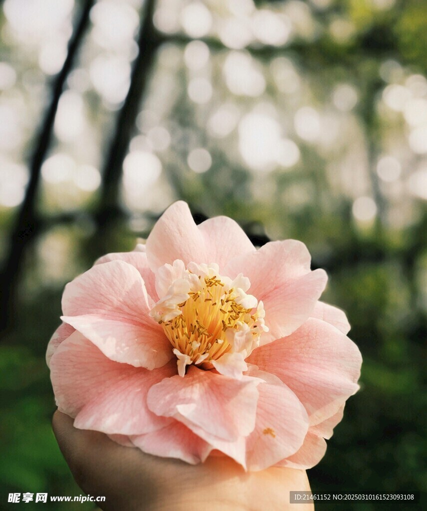 山茶花