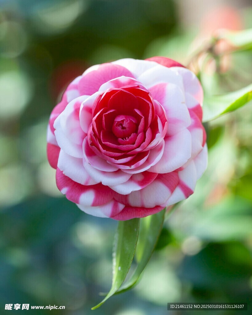山茶花