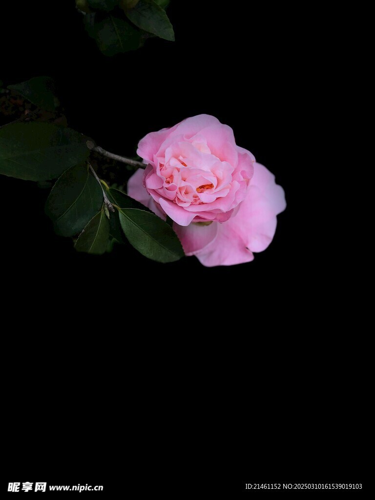 山茶花