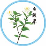 鱼腥草