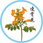 凌霄花