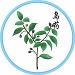乌药