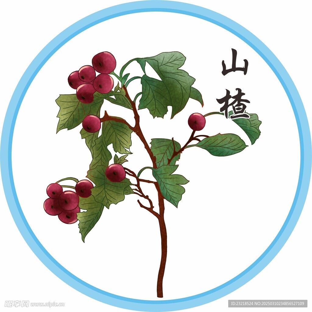 山楂