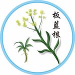 板蓝根