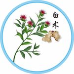 白术