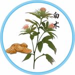 白术