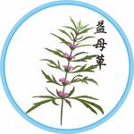 益母草