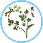 黄连