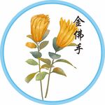 佛手花