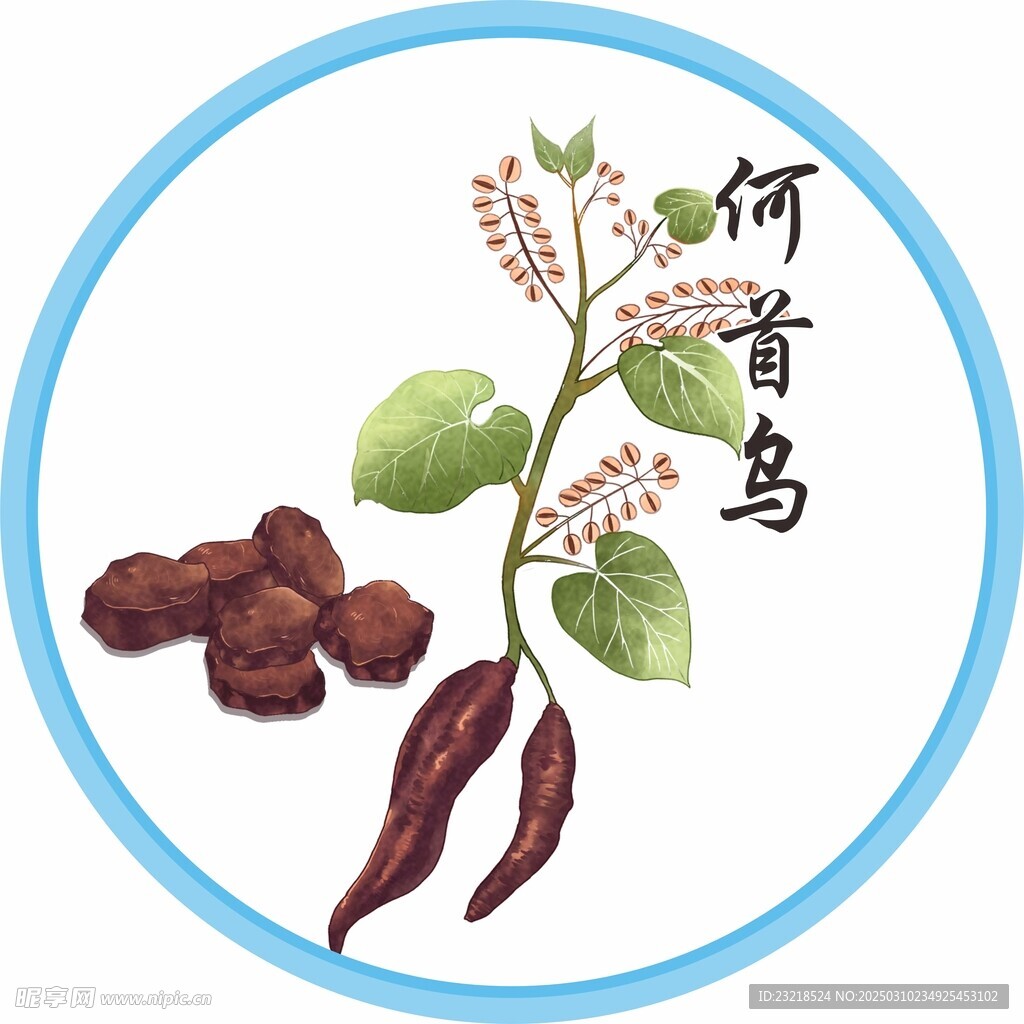 何首乌