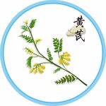 黄芪