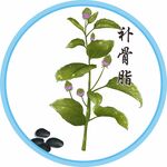 补骨脂