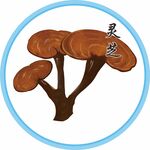灵芝
