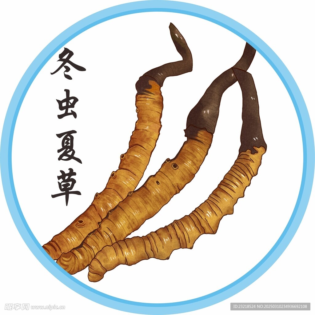 冬虫夏草