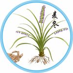 麦冬