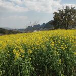 油菜花