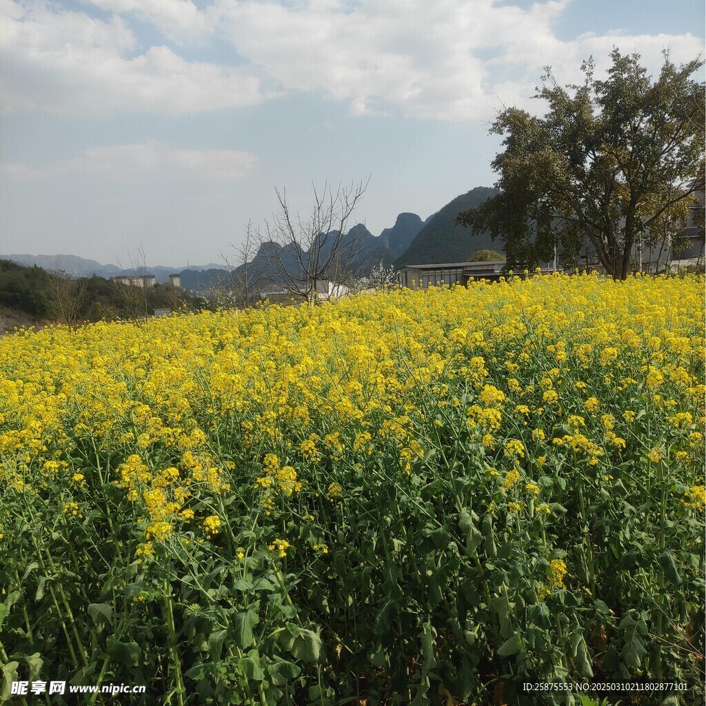 油菜花