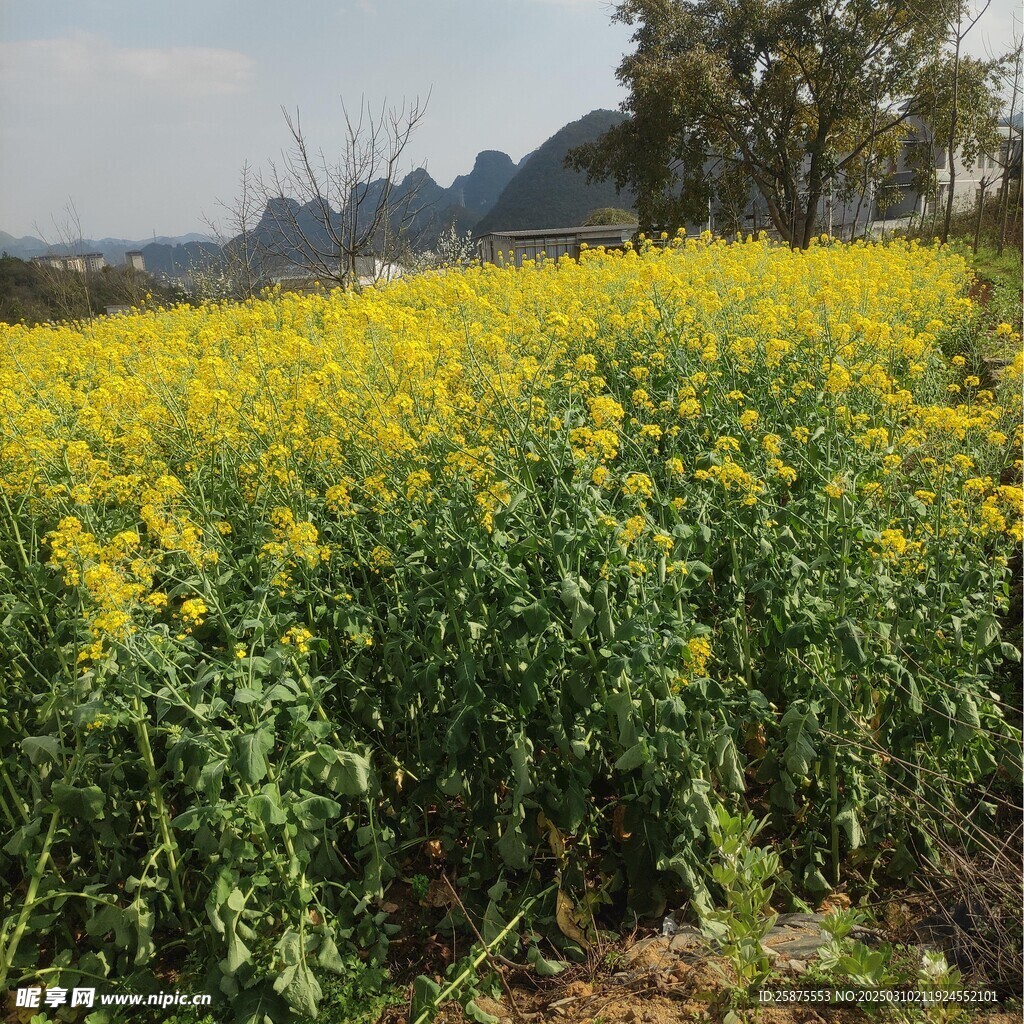 油菜花