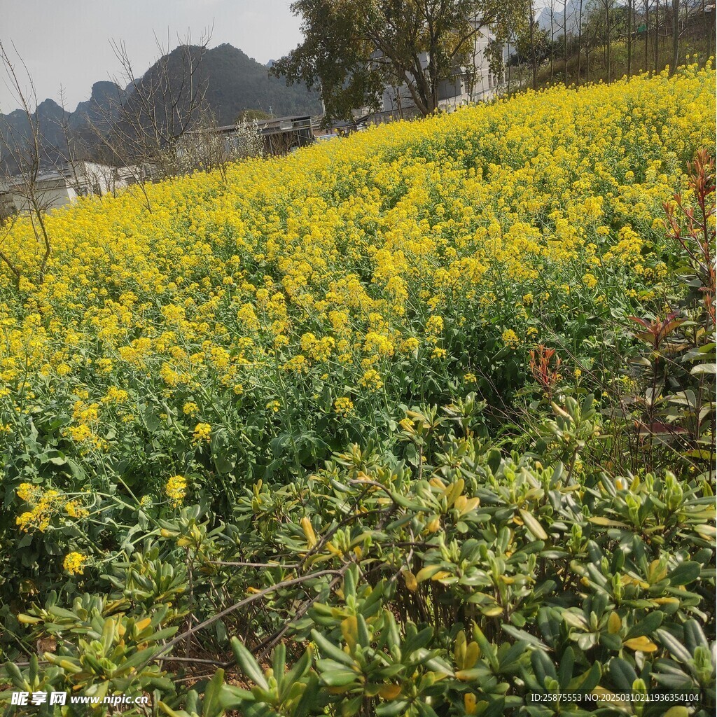 油菜花