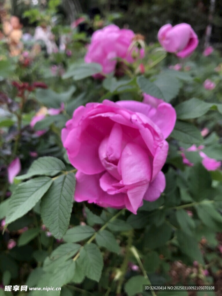 月季