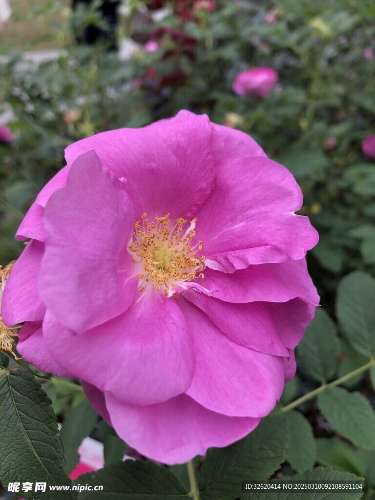 月季