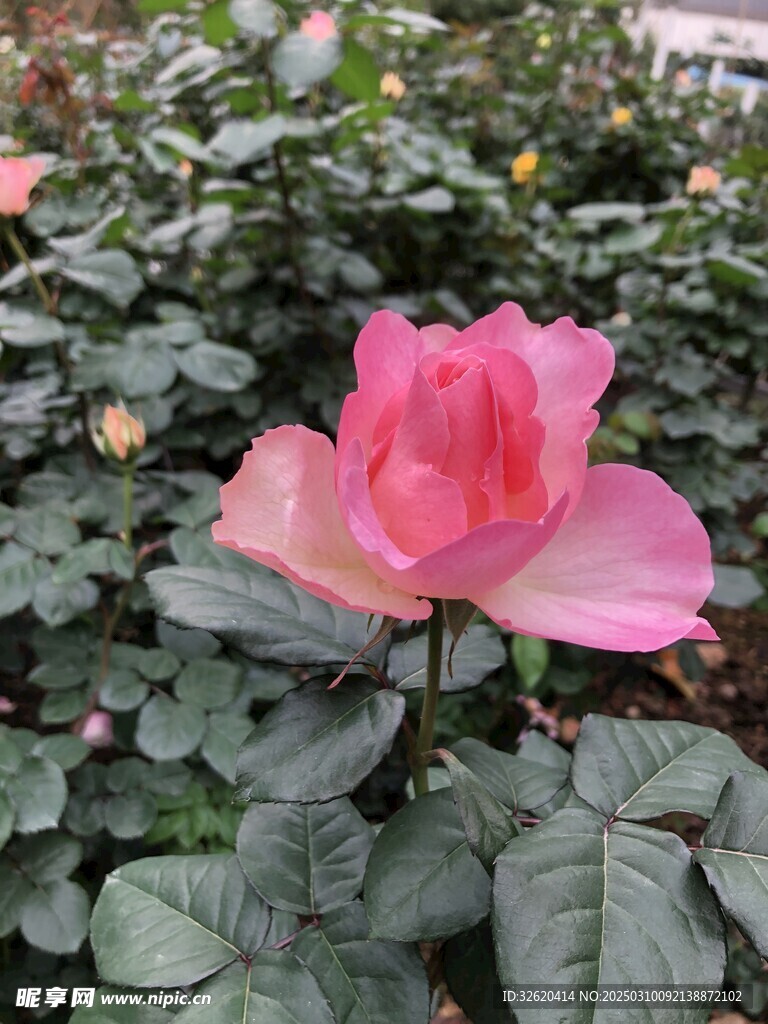 月季