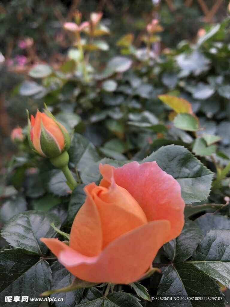 月季